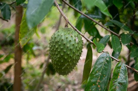 Annonaceae .